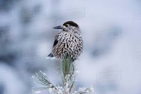 Image result for Nucifraga caryocatactes