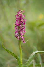 Attēlu rezultāti vaicājumam “Dactylorhiza incarnata flower”