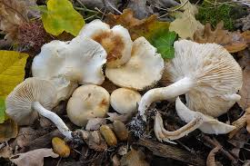 Attēlu rezultāti vaicājumam “Tricholoma album”