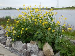 Attēlu rezultāti vaicājumam “Sinapis arvensis”