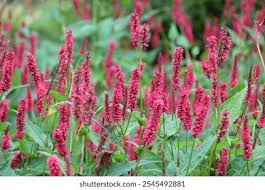 Attēlu rezultāti vaicājumam “Bistorta major flower”