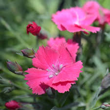 Image result for Steinnelke