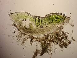 Attēlu rezultāti vaicājumam “Riccia sorocarpa”