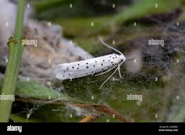 Attēlu rezultāti vaicājumam “Yponomeutidae”