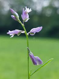 Attēlu rezultāti vaicājumam “Polygala vulgaris”