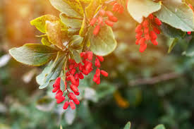Attēlu rezultāti vaicājumam “Berberis vulgaris flower”