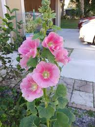 Image result for Alcea rosea