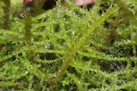 Attēlu rezultāti vaicājumam “Drepanocladus aduncus”