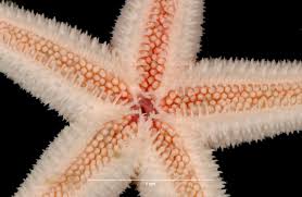 Image result for Asterias rubens