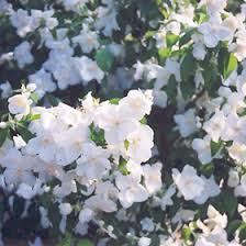 Attēlu rezultāti vaicājumam “Philadelphus lemoinei”