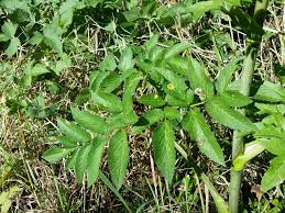 Attēlu rezultāti vaicājumam “Angelica sylvestris leaf”