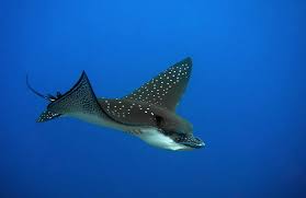 Image result for Megatrygon microps