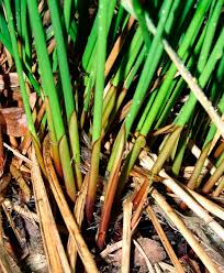 Attēlu rezultāti vaicājumam “Juncus conglomeratus fruit”