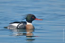 Attēlu rezultāti vaicājumam “Mergus serrator”