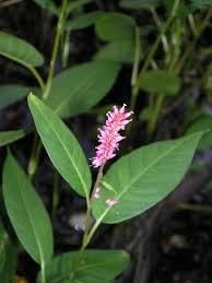 Attēlu rezultāti vaicājumam “Polygonum amphibium flower”