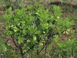 Attēlu rezultāti vaicājumam “Lonicera caerulea var. pallasii flower”