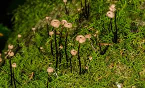 Attēlu rezultāti vaicājumam “Marasmius sp.”