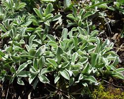 Attēlu rezultāti vaicājumam “Antennaria dioica leaf”