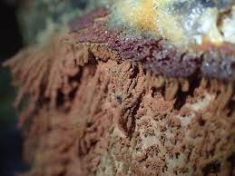 Attēlu rezultāti vaicājumam “Stemonitopsis gracilis young”