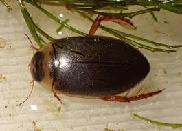 Attēlu rezultāti vaicājumam “Rhantus frontalis”