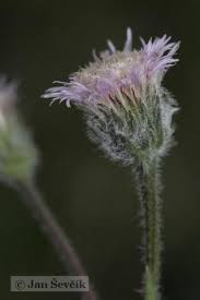 Attēlu rezultāti vaicājumam “Erigeron acris”