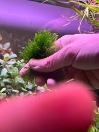 Attēlu rezultāti vaicājumam “Fissidens pusillus sporophyte”