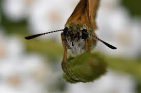 Attēlu rezultāti vaicājumam “Thymelicus lineola underside”