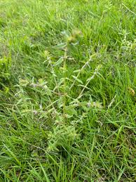 Attēlu rezultāti vaicājumam “Odontites vulgaris leaf”