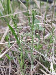 Attēlu rezultāti vaicājumam “Thesium ebracteatum leaf”
