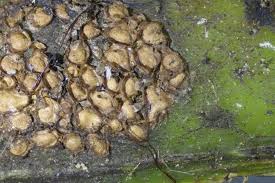 Attēlu rezultāti vaicājumam “Perichaena depressa spores”