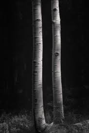 Image result for Ansel Adams Aspens New Mexico