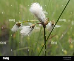 Attēlu rezultāti vaicājumam “Eriophorum gracile”