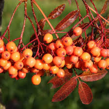 Attēlu rezultāti vaicājumam “Sorbus”