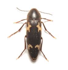 Attēlu rezultāti vaicājumam “Melandryidae”