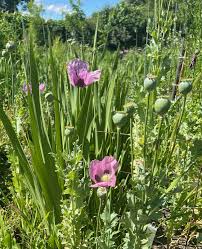 Attēlu rezultāti vaicājumam “Papaver somniferum flower”