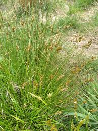 Attēlu rezultāti vaicājumam “Carex leporina”