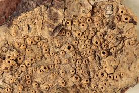 Attēlu rezultāti vaicājumam “Thelotrema lepadinum”