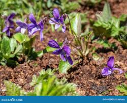 Attēlu rezultāti vaicājumam “Viola uliginosa leaf”