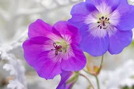 Image result for Geranium pratense