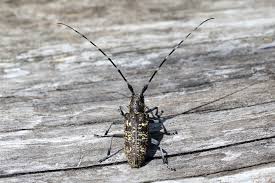 Attēlu rezultāti vaicājumam “Monochamus sutor”