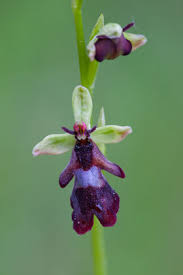 Attēlu rezultāti vaicājumam “Ophrys insectifera leaf”
