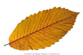 Attēlu rezultāti vaicājumam “Castanea sativa  leaf”