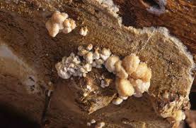 Attēlu rezultāti vaicājumam “Coniophora puteana”