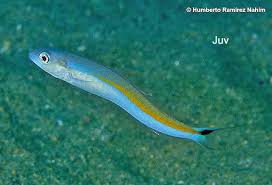 Image result for Malacanthus plumieri