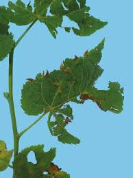 Attēlu rezultāti vaicājumam “Eriophyes tiliae”