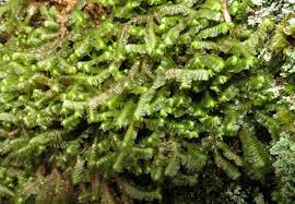 Attēlu rezultāti vaicājumam “Bazzania trilobata”