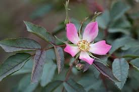 Attēlu rezultāti vaicājumam “Rosa glauca flower”