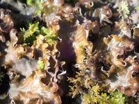 Attēlu rezultāti vaicājumam “Peltigera polydactylon”