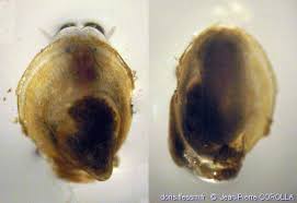 Attēlu rezultāti vaicājumam “Ancylus fluviatilis”