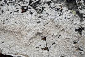 Attēlu rezultāti vaicājumam “Hyphodontia barba-jovis”